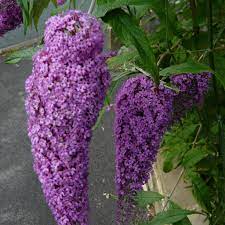 Budleia Butterfly Bush Beautiful Flowers Grow Butterflies