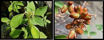 Image result for Flemingia