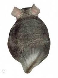 Assuming you allow your chinchilla to take dust baths regularly, you probably will never pick up an odor from your chinchilla at all. Shedding Chinchilla Chinchilla Chronicles