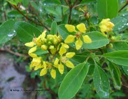 Image result for Aeschynomene glauca