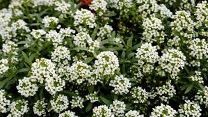 Maybe you would like to learn more about one of these? How To Revive Dying Sweet Alyssums Tips Tricks And Care Guide Outdoor Garden Accessories