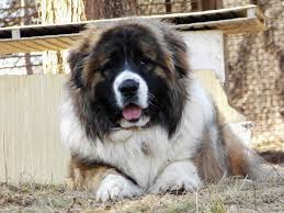 Pin By Otilia P On Beautiful World Beautiful World Animals Dogs