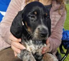 Use the search tool below and browse. German Shorthaired Pointer Puppy For Sale Adoption Rescue For Sale In Laingsburg Michigan Classified Americanlisted Com