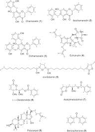 Image result for Cleistochlamys