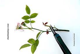 Maybe you would like to learn more about one of these? Clematis Pruning Completegarden S Weblog
