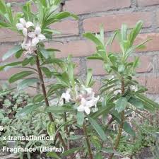 Daphne transatlantica eternal fragrance blafra. Daphne X Transatlantica Eternal Fragrance