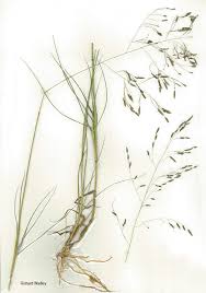 Image result for Eragrostis inamoena