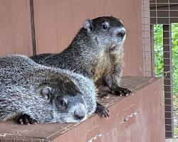 Image of Groundhog Day celebration