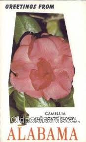 Flower is an unincorporated community in braxton county, west virginia, united states. Camellia State Flower In Misc Alabama Vintage Collectible Postcard