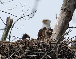 Eagle's nest, the eagle's nest, eagle nest, eagles nest or eaglenest may refer to a bird nest for eagles. I Found Bald Eagle Nest Location On Belle Isle What I Saw