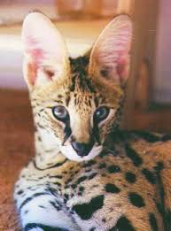 Savannah Buyuk Kediler Kedi Resim