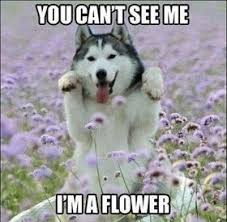 30 Funny Animal Captions Part 8 30 Pics Funny Animals Funny Animal Quotes Funny Dog Pictures