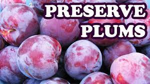 How To Freeze Preserve Plums Fruit Preserves Ripe Plum Preserving Recipe In Freezer Video Jazevox Youtube