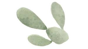 Cacti in their care are completely unpretentious plants. Sheer Hydration Eye Gel Weleda Facial Care