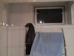 Hundehaare in geloecherte plastiktuetchen im haus verteilen. Marder Im Haus Fluchtversuch Freddy Teil 2 Youtube