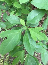 Sassafras albidum (sassafras, white sassafras, red sassafras, or silky sassafras) is a species of sassafras native to eastern north america, from southern maine and southern ontario west to iowa, and south to central florida and eastern texas. Sassafras Albidum Wikimedia Commons