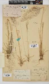 Image result for Sporobolus festivus