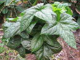 North Carolina Extension Gardener Plant Toolbox - NC State University