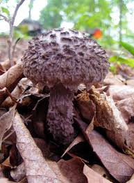 May 20, 2015 · hi, my name is hank shaw. Black White Mushroom Mushroom In West Virginia Stuffed Mushrooms White Mushrooms Fungi