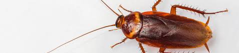 Strand termite & pest control darbojas iznīcinātāju un kaitēkļu kontroles aktivitātēs. Myrtle Beach Pest Control South Carolina Termite Services