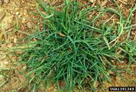 Some are saying goosegrass can battle any kinds of cancer and other auto immune. Goosegrass Eleusine Indica Cyperales Poaceae