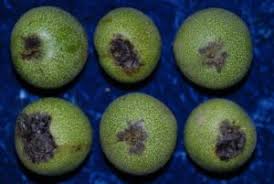 Image result for Walnut blight