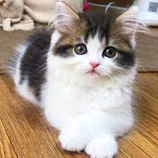 (he isn't an old man). Pin De Gabriele Witt En Kittens Cats Love Gatos Bonitos Gatos Y Perros Lindos Gatitos Adorables