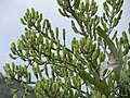 Image result for Cussonia zimmermannii