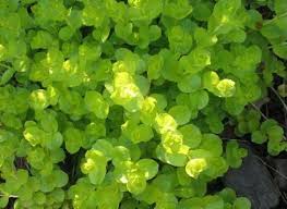 Image result for Lysimachia