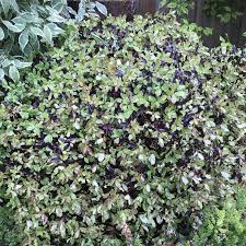 Maybe you would like to learn more about one of these? Pittosporum Tenuifolium Tom Thumb New Zealand Pittosporum Tom Thumb Uploaded By Moomaid