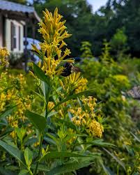 Image result for Cestrum parqui