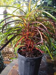 Image result for Croton kilwae