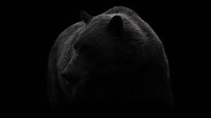 Feel free to download, share. Bear Black Black And White Brown Bear Wildlife Photography Monochrome Darkness Fur Terrestrial Animal 4 Bear Wallpaper Animal Photography Shadow Images