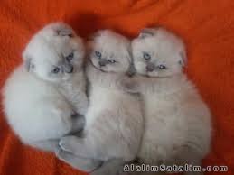 Hayvanlar Alemi Evcil Hayvanlar Kedi Scottish Fold Mavi Gozlu Scottish Yavrulari Evden Cute Kittens Sevimli Hayvan Yavrulari Scottish Fold