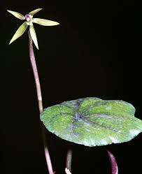 Image result for Nervilia petraea