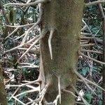 Image result for Macaranga spinosa