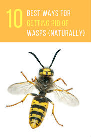 Leave the bucket in place for several days to make sure all wasps are dead. Take Back Your Lawn 10 Natural Ways To Get Rid Of Wasps