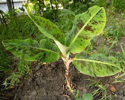 Department of agriculture plant hardiness zones 9 to 11) is a herbaceous perennial that you can grow in your a homegrown banana plant can also, over time, bear edible fruit given the proper care and the right conditions. How To Grow Banana Plants Care Tips Horticulture Co Uk