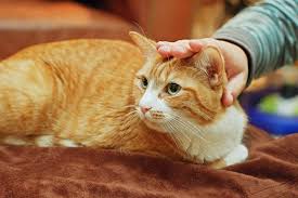 When i have my morning poo, he sits and talks to me! My Cat Is Not Cuddly So What Can I Do Life With Cats