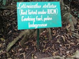 Image result for Lettowianthus stellatus