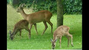 Rehe In Unserem Garten Juli 2015 Youtube