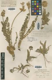 Image result for Astragalus atropilosulus