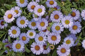 Image result for Erigeron steudelii