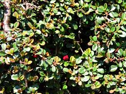 Image result for Cotoneaster microphyllus