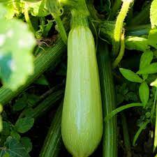 When planting from seeds, make. Growing Summer Squash And Zucchini In Home Gardens Umn Extension