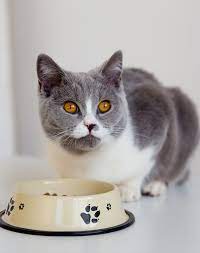 Beans already contain a lot of fiber, but uncooked they are almost indigestible. Can Cats Eat Beans Your Questions Answered By The Happy Cat Site