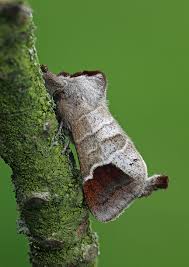 Image result for Clostera curtula