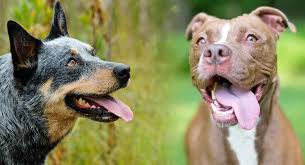 All dogs were bred for a specific purpose, whether it is hauling freight, driving cattle, killing vermin, or being a companion. Blue Heeler Pitbull Mix Where Loyalty And Hard Work Collide