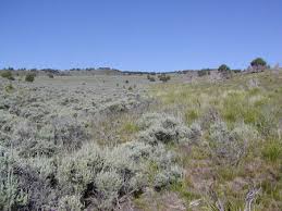 Image result for Eschenbachia gouanii