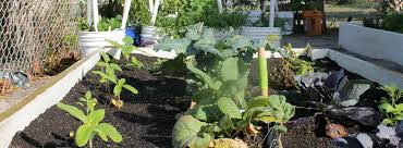 The main calorie crops were grain corn, grain amaranth, spring wheat, potatoes, dry beans and winter squash. Nutrition Gardens House Of Hope Programs